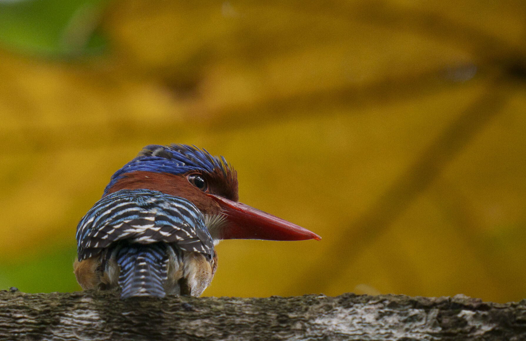 APTOPIX Malaysia Kingfisher